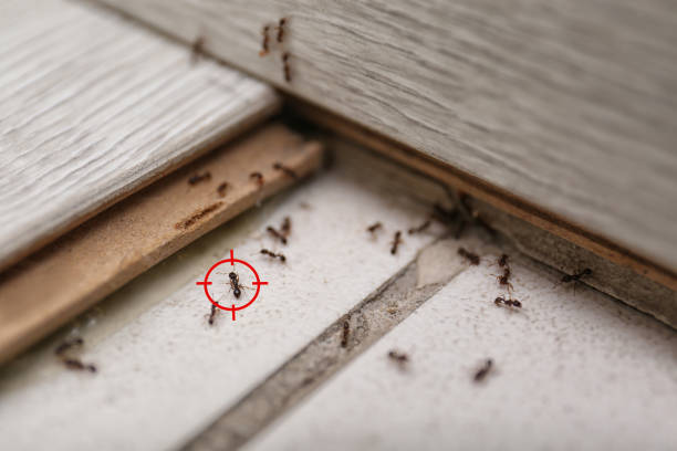 Best Wasp Removal Services  in North Chicago, IL