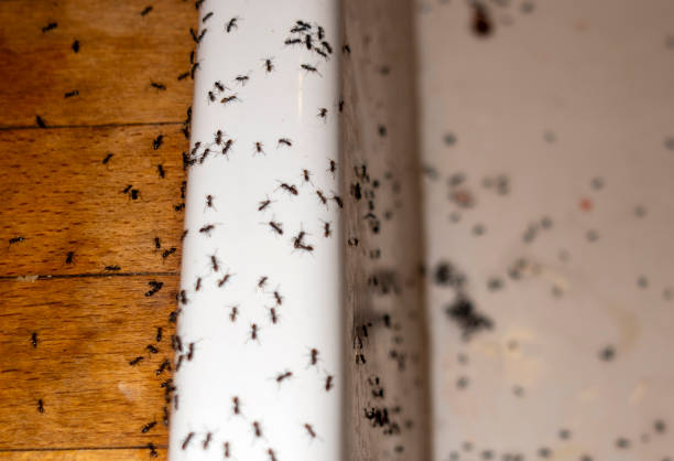 Spider Control Near Me in North Chicago, IL